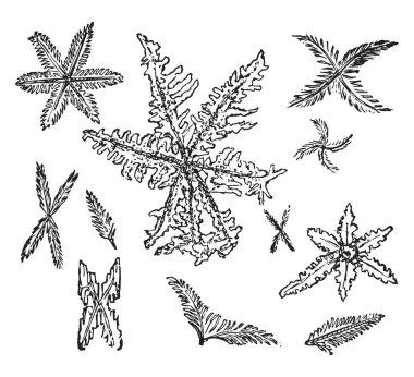 Yildiz seklinde ve tüylü triple fosfat kristalleri, vintage illüstrasyon kazınmış.