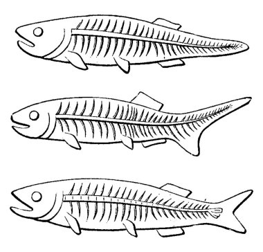 İlk balık, Devoniyen dönemde, Cephalaspis lloydii ve Pteraspis rostratus, vintage illüstrasyon kazınmış. 