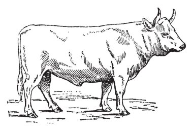 Charolais öküz, vintage oyma.