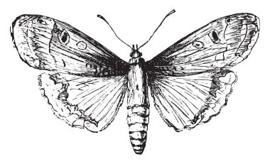 güve, antika gravür.