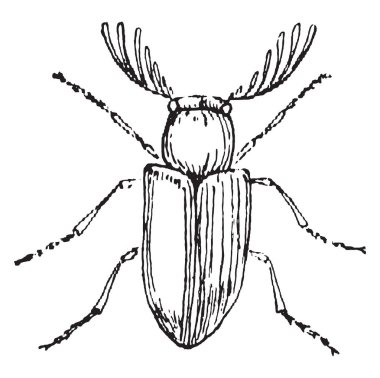 Ptilinus pectinicornis, Erkek, vintage illüstrasyon kazınmış