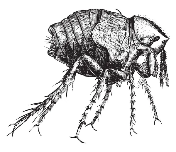 Chiggers Kvinnliga Förstorade Gånger Vintage Ingraverad Illustration Magasin Pittoresque 1873 — Stock vektor