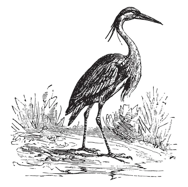 Heron Vintage Ingraverad Illustration — Stock vektor