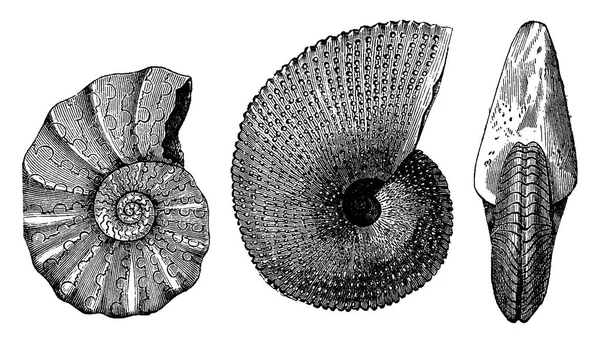 Ammonites Triásico Ilustración Grabada Vintage Tierra Antes Que Hombre 1886 — Archivo Imágenes Vectoriales