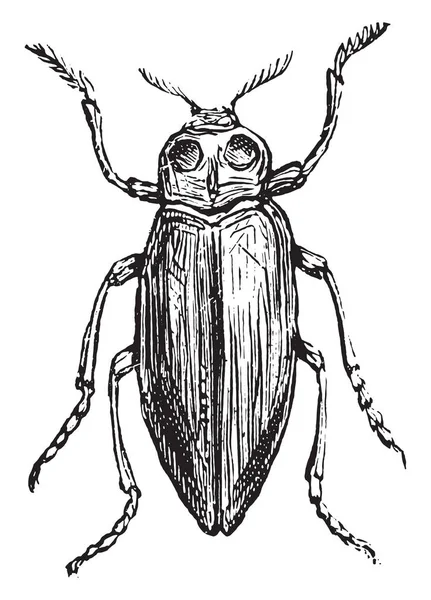 Buprestis Vintage Gravierte Illustration — Stockvektor