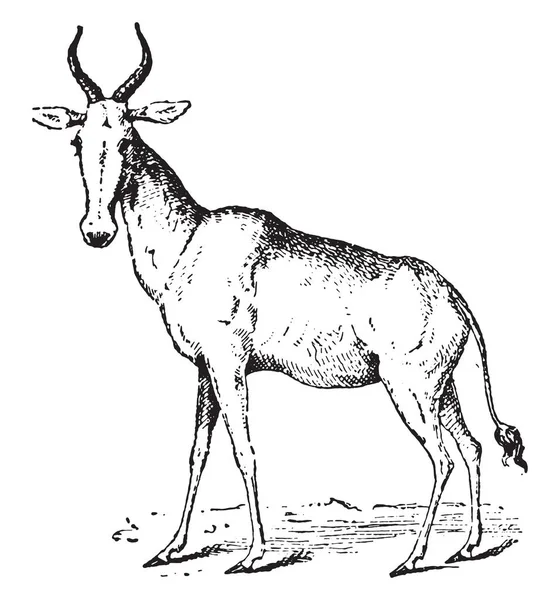 Hartebeest Vintage Grawerowane Ilustracja Słownik Słów Rzeczy Larive Fleury 1895 — Wektor stockowy