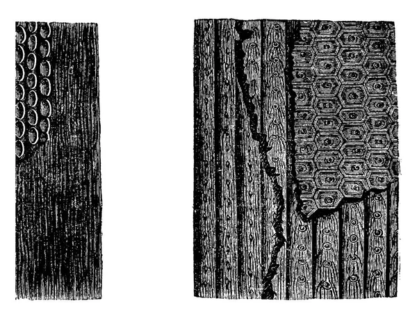 Окаменелости Sigillaria bark . — стоковый вектор