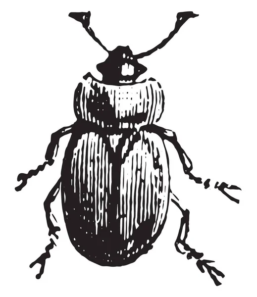 Sap Böceği Vintage Illüstrasyon Kazınmış — Stok Vektör