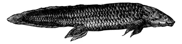 První Ryby Devonského Období Cephalaspis Lloydii Pteraspis Rostratus Vintage Ryté — Stockový vektor