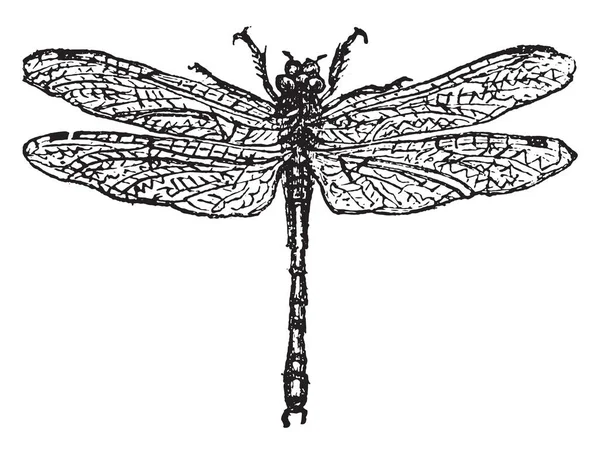 Dragonfly Vintage Ingraverad Illustration — Stock vektor