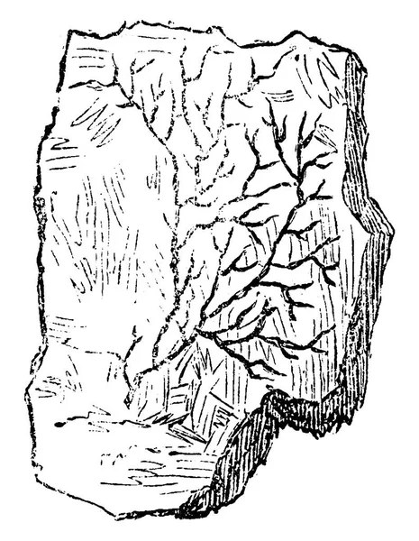 Des Plantes Anciennes Période Cambrienne Petrifaction Chondrite Illustration Gravée Vintage — Image vectorielle