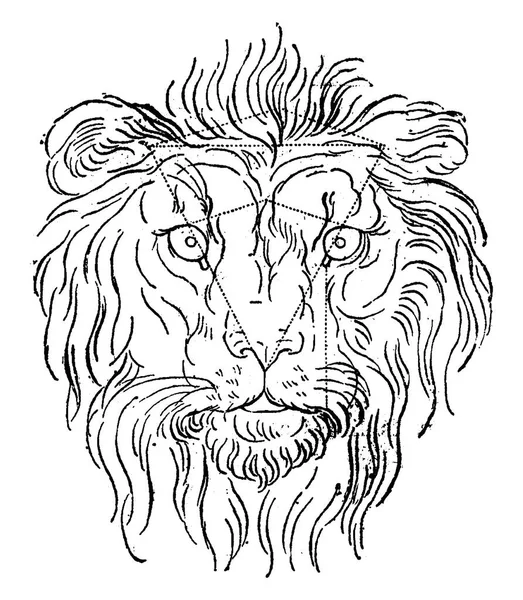 Lion, gravure vintage . — Image vectorielle