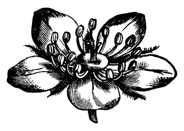Kasıkotu Çiçeği Vintage Illüstrasyon Kazınmış — Stok Vektör