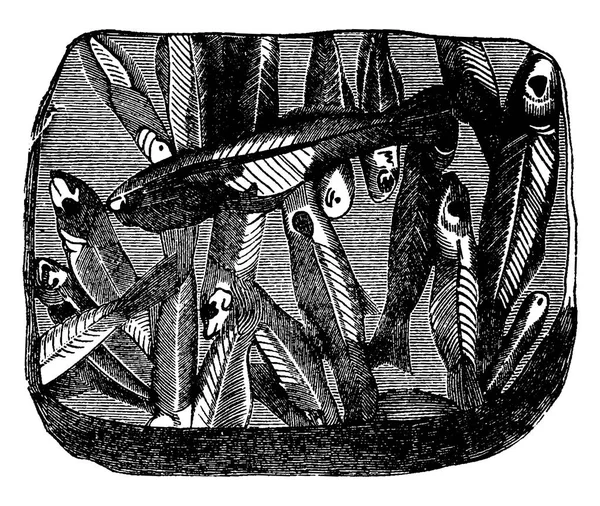 Premier Poisson Période Dévonienne Cephalaspis Lloydii Pteraspis Rostratus Illustration Gravée — Image vectorielle