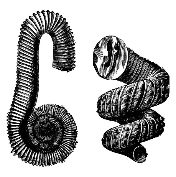 Ammonites Cefalópodos Del Período Cretácico Ilustración Grabada Vintage Tierra Antes — Vector de stock