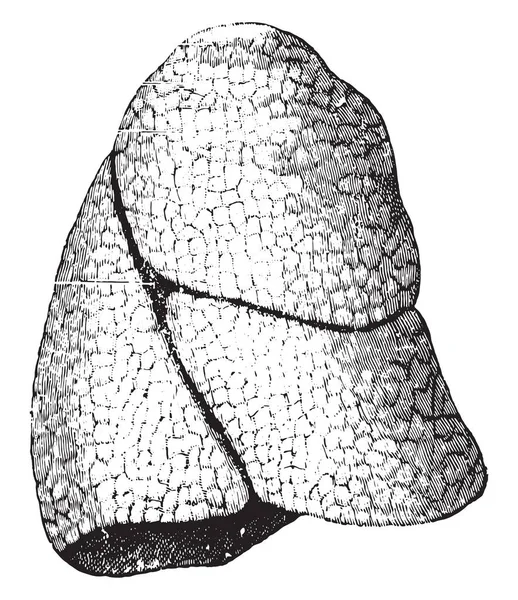Pulmão Direito Vintage Gravada Ilustração — Vetor de Stock
