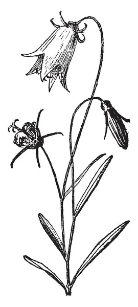 ホタルブクロ ヴィンテージには 図が刻まれています Larive フルーリ 1895年 — ストックベクタ