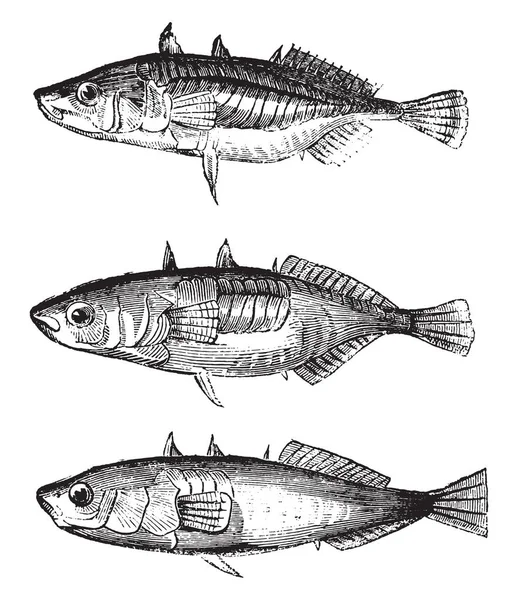 Three Varieties Sticklebacks Vintage Engraved Illustration Magasin Pittoresque 1836 — Stock Vector