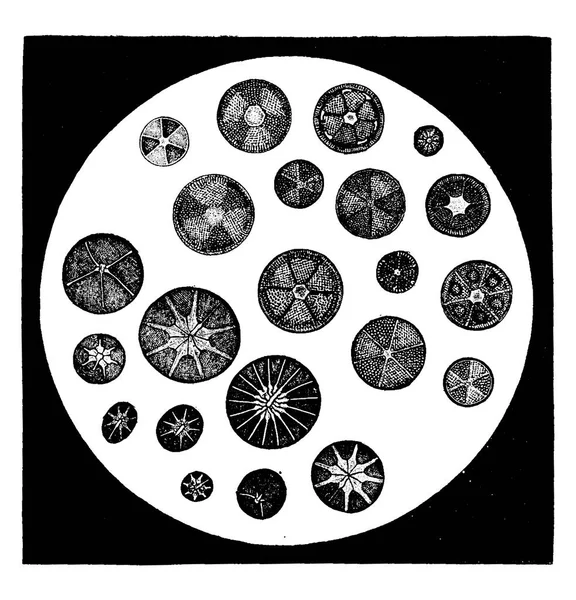 Various Forms Diatoms Vintage Engraved Illustration Earth Man 1886 — Stock Vector