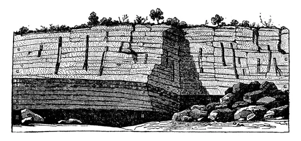 Árboles Fósiles Encontrados Pie Las Minas Carbón Saint Etienne Ilustración — Vector de stock