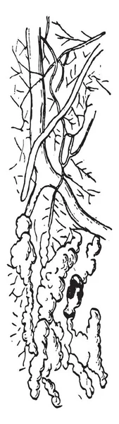 Hyphes de Polyporus Schweintizii, gravure vintage . — Image vectorielle