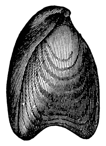 Terebratula Digona Ilustração Gravada Vintage Terra Diante Homem 1886 — Vetor de Stock