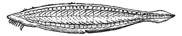 Amphioxus Lancelets Ilustração Gravada Vintage Dicionário Palavras Coisas Larive Fleury —  Vetores de Stock