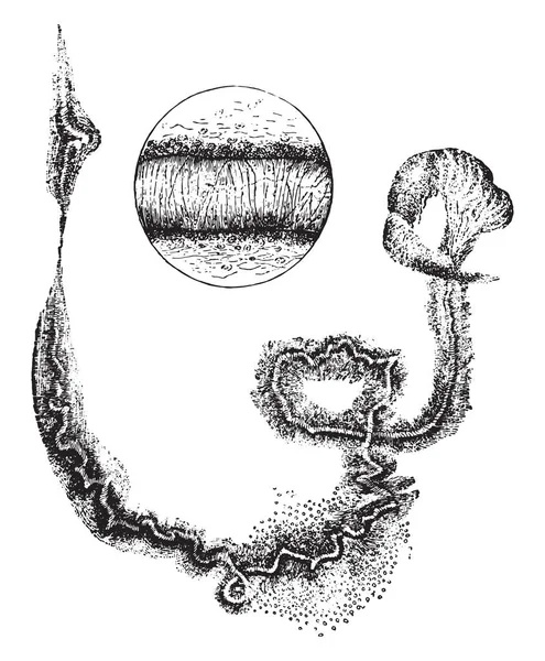 Спирали Куршмана Винтажная Гравированная Иллюстрация — стоковый вектор