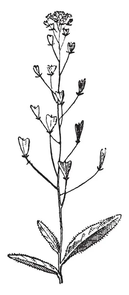 양치기의 Capsella 부르사 Pastoris 빈티지 새겨진 단어와 Larive와 1895 — 스톡 벡터
