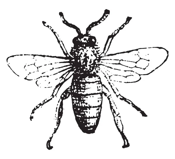Bee Vintage Gegraveerd Illustratie Woordenboek Van Woorden Dingen Larive Fleury — Stockvector
