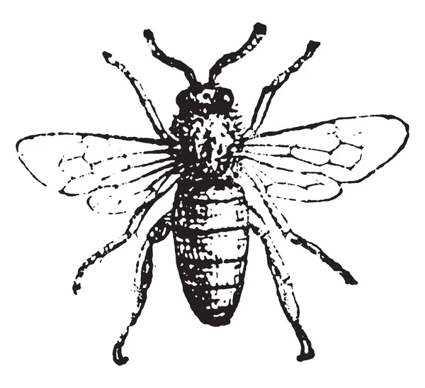 Abeille Illustration Gravée Vintage Dictionnaire Des Mots Des Choses Larive — Image vectorielle