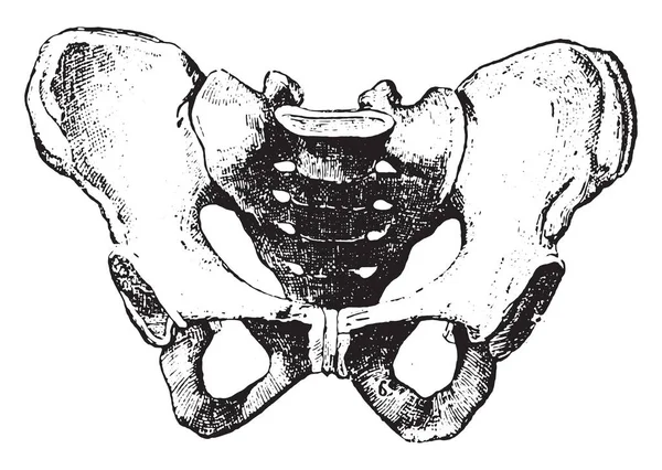 Pelvis, grabado vintage . — Archivo Imágenes Vectoriales