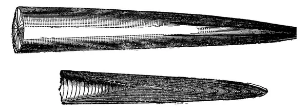 ジュラ紀矢石の様々 なくちばしは ヴィンテージには 図が刻まれています 1886 前に地球 — ストックベクタ