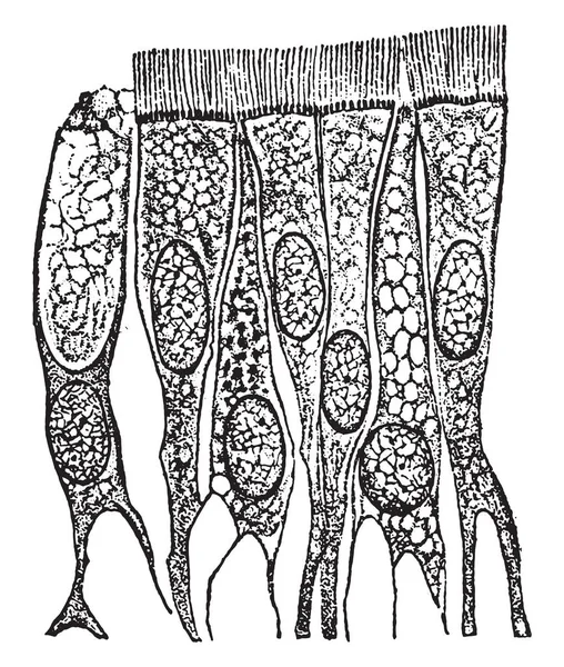 Cellules Épithéliales Ciliées Trachée Trachée Illustration Gravée Vintage — Image vectorielle