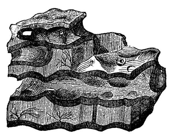 最も古い堆積物の堆積 ローレンシア頁岩 Eozoon Canadense ビンテージの刻まれた図 1886 前に地球 — ストックベクタ