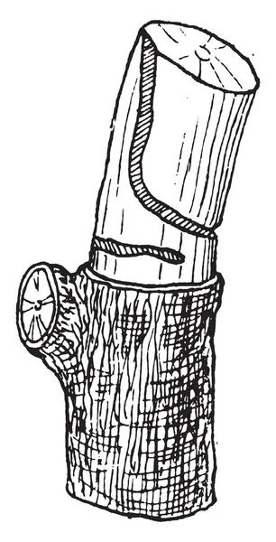 ヴィンテージ engra Coroebus 型の幼虫によって掘られたギャラリー — ストックベクタ