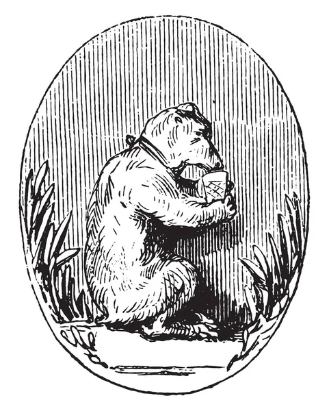 Brasserie Ours Illustration Gravée Vintage Magasin Pittoresque 1852 — Image vectorielle