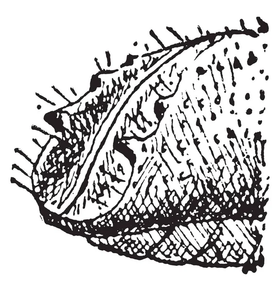 Акуумная Жабра Старинная Гравированная Иллюстрация — стоковый вектор