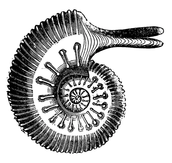 Ammonite Jason, vintage engraving. — Stock Vector