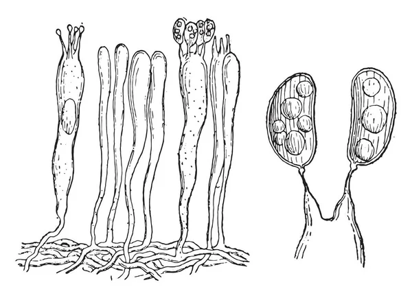 Hymenium, 担子和 basidiospores, 老式雕刻. — 图库矢量图片