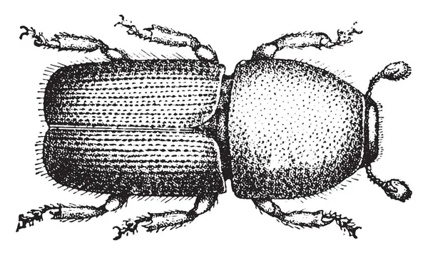 Scolytus Multistriatus Ukiran Ilustrasi Vintage - Stok Vektor