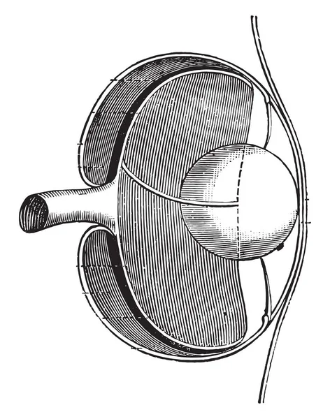 细节的鱼眼 复古刻插图 Magasin Pittoresque 1876 — 图库矢量图片