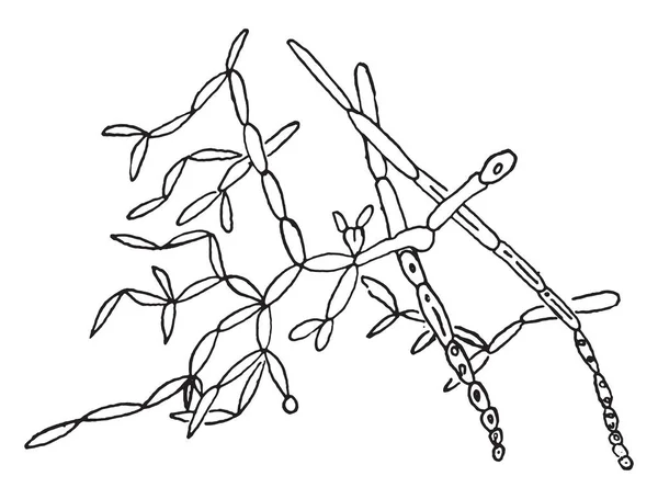 半子嚢菌アルビカンス カンジダ症真菌 ヴィンテージ刻まれた図 — ストックベクタ
