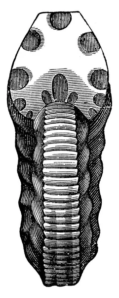 Ammonites Radiatus Ilustração Gravada Vintage Terra Diante Homem 1886 — Vetor de Stock