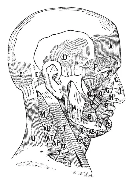 Buccinator Muskel Vintage Gravierte Illustration Wörterbuch Der Wörter Und Dinge — Stockvektor