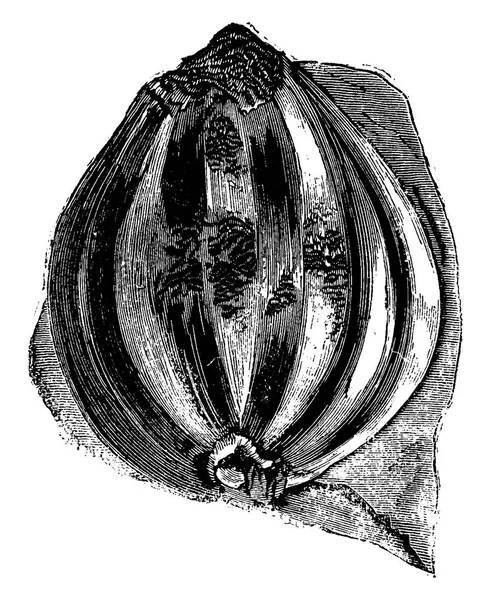 Frutas Cycads Petrificada Vintage Gravada Ilustração Terra Diante Homem — Vetor de Stock