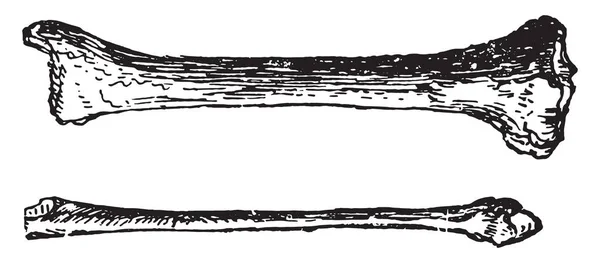 ヴィンテージに図が刻まれている尺骨と橈骨 — ストックベクタ