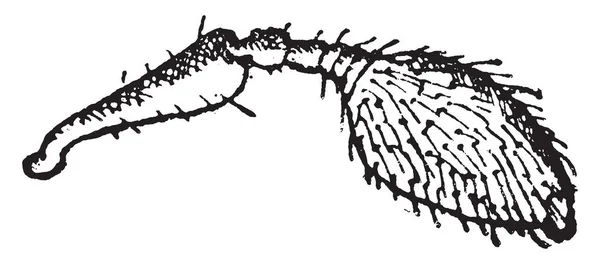 Polygraphus 빈티지 새겨진된 — 스톡 벡터