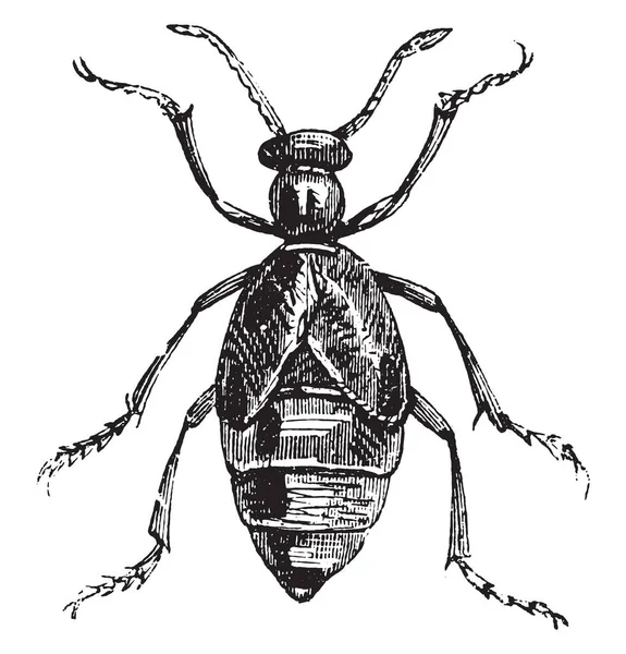 딱정벌레 Meloe Meloe는 딱정벌레 Curculionidae 7500 빈티지 1880에서 — 스톡 벡터