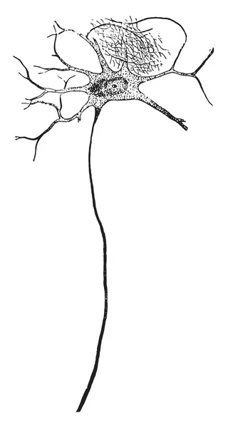 脊柱の前面側から神経細胞 ヴィンテージ刻まれた図 — ストックベクタ